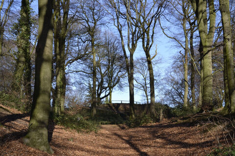 Im Tiergartenwald in Kleve