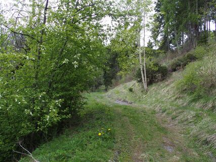 Waldweg Liginas