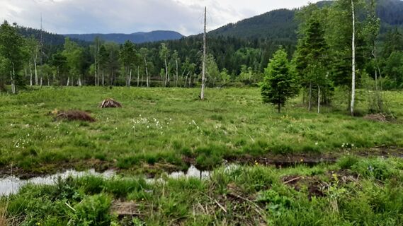 Fotografia z Hans Schindl na trase