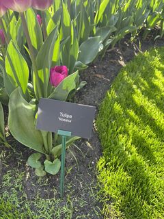 Fotografie de la Silvia Hollenstein de-a lungul turului