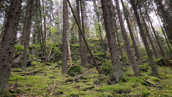 Mit Moos bedeckte Felsen erheben sich majestätisch inmitten des Waldes.