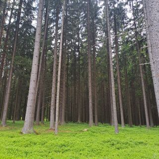 Wald