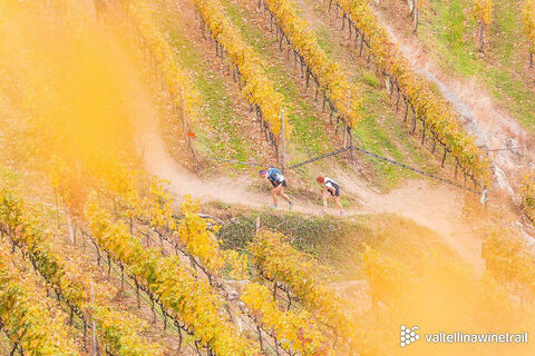 Weinberge