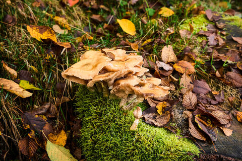 Karstwanderweg, Ennepetal