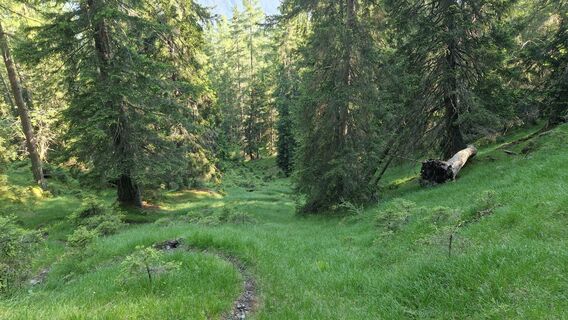 Aufstiegsweg im Wald vor der Hochwaldhütte