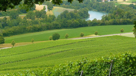 Blick über die Reben auf den Rhein