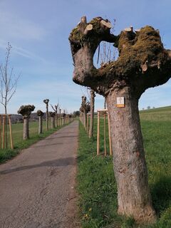 Allee auf dem Gräfinthaler Klosterpfad