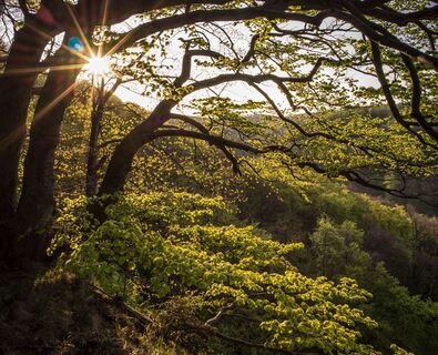 Wald Naturschutzgebiet Hohenstein