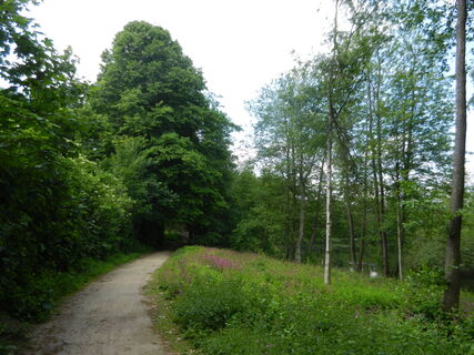 Thorsberger_Moor_Süderbrarup_Jasmin_Juhl (13).jpg