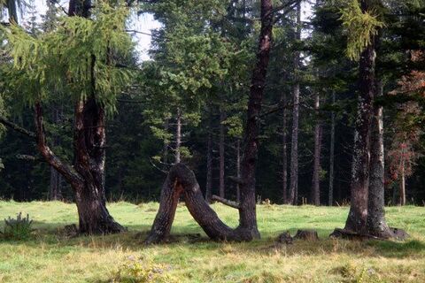 Laune der Natur