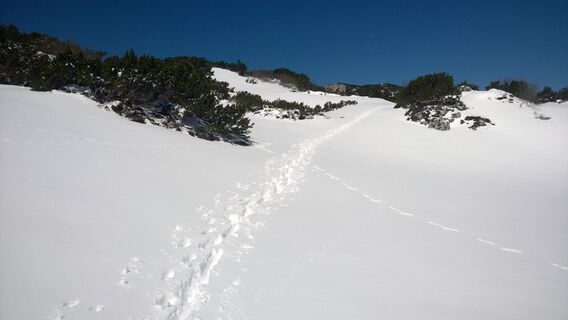 Neuschnee am Plateau der Trisselwand