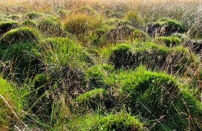 Torfmoos und Pfeifengras