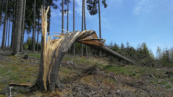 Zwischen Wegespinne und Sieglitzmühle