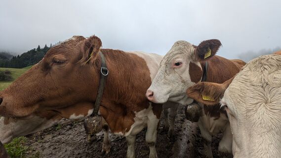Fotografija s spletne strani Klaus Lehner na poti