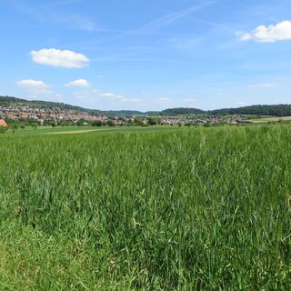 Aussicht auf Calw-Stammheim