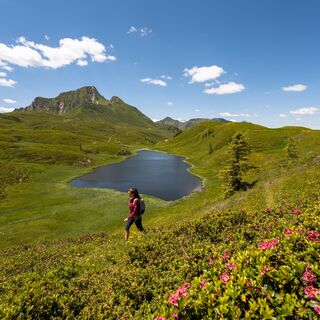 Ideale Wanderzeit zur Almrauschblüte