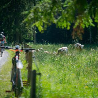 Auf dem Weg zur Schwarzentenn-Alm