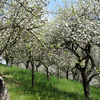 Apfelblüte_Oststeiermark