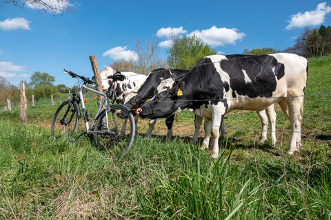 Radweg Brücken und Grenzen_Kuehe_auf_Weide