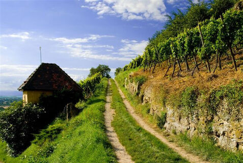 WG Auggen Landschaft 16