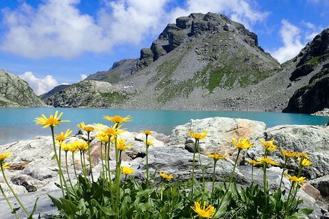 Hochalpine Fauna beim Wildsee