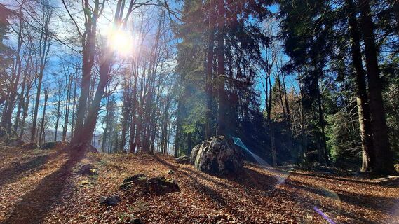 Fotografija s spletne strani Regina Fleischmann na poti