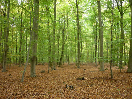 Uedemer Hochwald