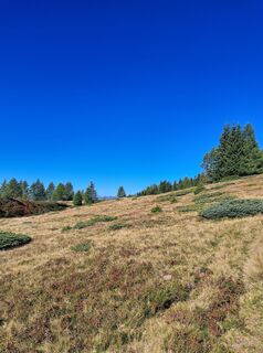 Fotografia z Peter Orasche na trase