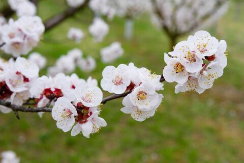 Marillenblüte in der Wachau