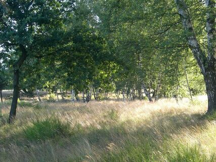 Mehlinger Heide 4