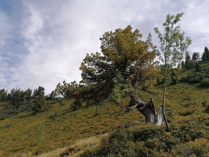 Am Steig Richtung Finsterkarsee