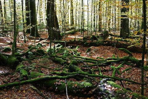 Wildnis Zwieslerwaldhaus