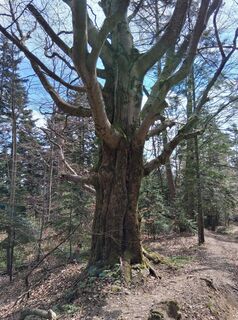 Foto von Jan Wojciechowski 1 entlang der Tour