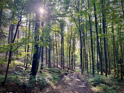 Foto von Pfalzi entlang der Tour