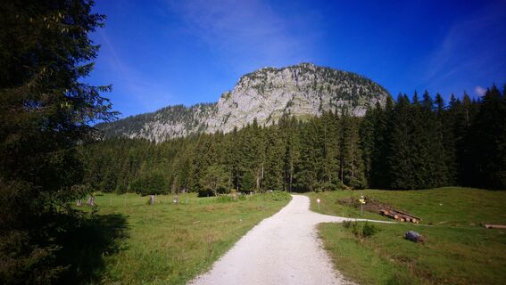 Ab Schönmoos geht es immer wieder der Forststraße entlang, zwischendurch auch auf Waldwegen, um den Tausing herum nach Norden