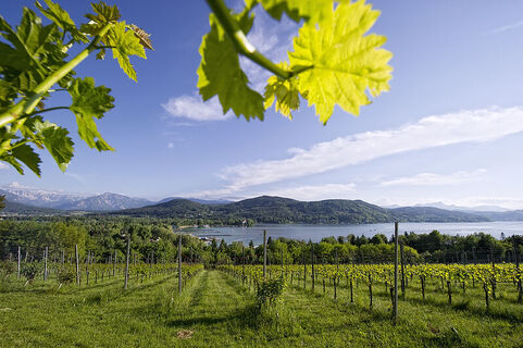 Blick vom Klagenfurter Weinberg auf den Wörthersee, Foto: Helge Bauer