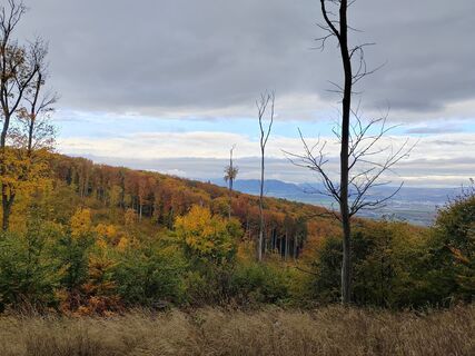 Fotografija s spletne strani Monika Mezővári na poti