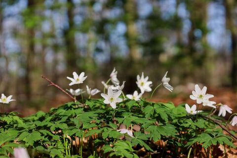 Frühblüher-Großer Freeden Bad Iburg_Teutoburger Wald Toursmus_L Reschke.jpg