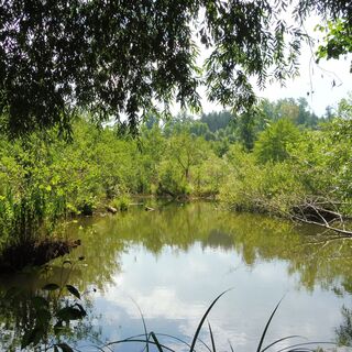 Biotop Mühldorf Au