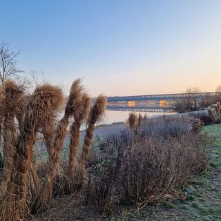 Donaubrücke