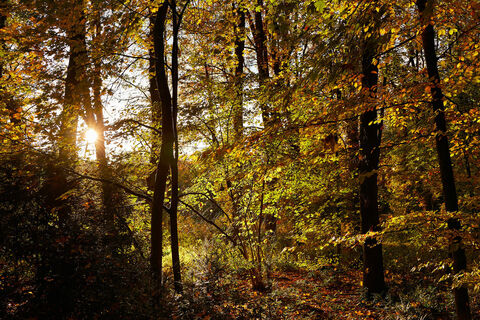 hoerstel-bevergern-wald-herbst
