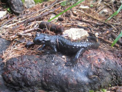Alpensalamander