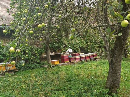 Bienenstöcke_NUP Pöllauer Tal_Oststeiermark