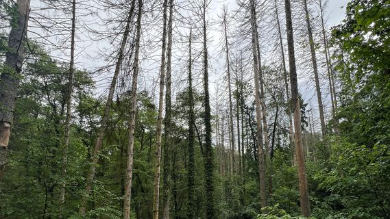 RI10 Ossenbeeke-Route Riesige Bäume