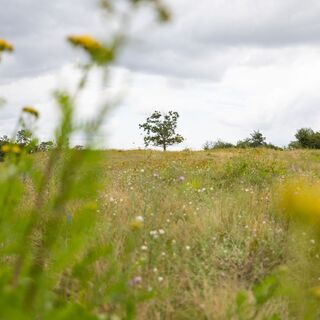 Wildblumenwiese in den Brandbergen bei Halle
