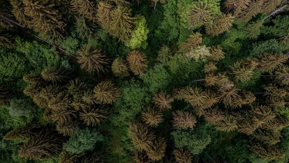 Schattenspendender Wald
