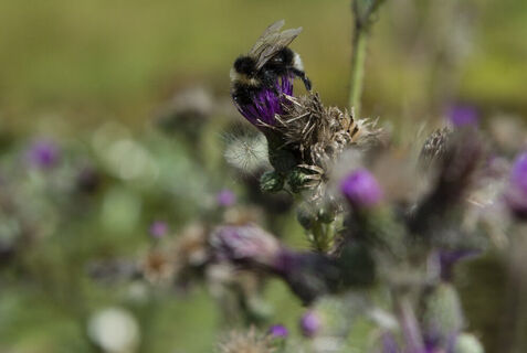 Natur pur