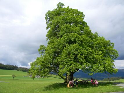 Gschaider Sattel Linde_NUP Pöllauer Tal_Oststeiermark