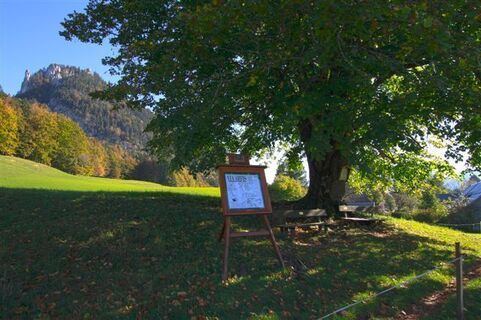Unter der Hofmannstahl-Linde in Obertressen