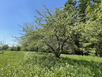 Streuobstwiese